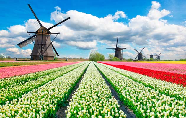 Foto Molinos en campo de tulipanes de Holanda